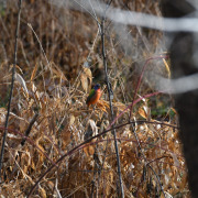 Painted Bunting