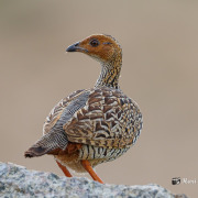 Painted Francolin