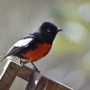 Painted Redstart
