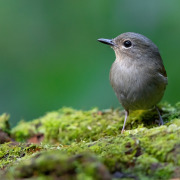 Pale Blue Flycatcher