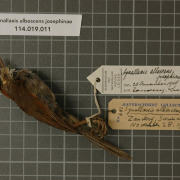 Pale-breasted Spinetail