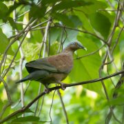 Pale-capped Pigeon
