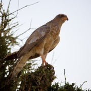 Pale Chanting Goshawk