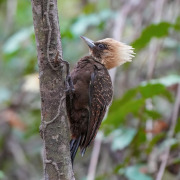 Pale-crested Woodpecker