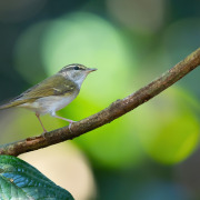 Pale-legged Leaf Warbler