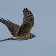 Pallid Harrier