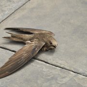 Pallid Swift