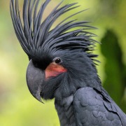 Palm Cockatoo