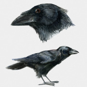 Palm Crow