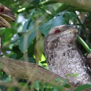 Papuan Frogmouth