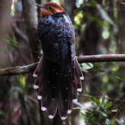 Pavonine Cuckoo