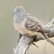 Peaceful Dove