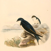 Pearl-breasted Swallow