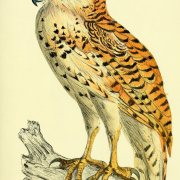 Pel's Fishing Owl