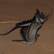 Pennant-winged Nightjar
