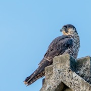 Peregrine Falcon