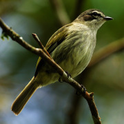 Perija Tyrannulet