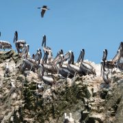 Peruvian Pelican