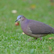 Peruvian Pigeon