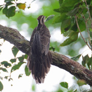 Pheasant Cuckoo