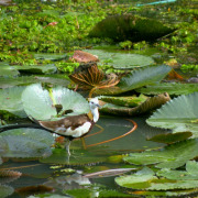 Pheasant-tailed Jacana