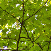 Philadelphia Vireo