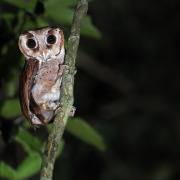 Philippine Eagle-Owl