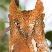 Philippine Scops Owl