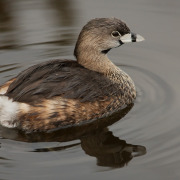 Pied-billed Grebe