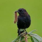 Pied Bush Chat