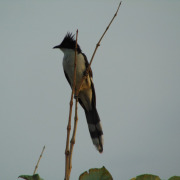 Pied Cuckoo
