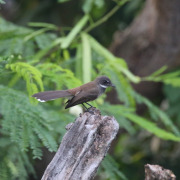 Pied Fantail