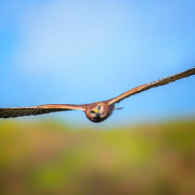 Pied Harrier