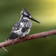 Pied Kingfisher