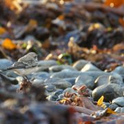 Pied Wheatear