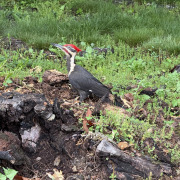 Pileated Woodpecker
