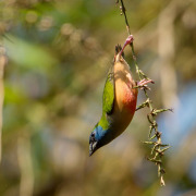 Pin-tailed Parrotfinch
