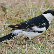 Pin-tailed Whydah