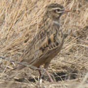 Pink-billed Lark