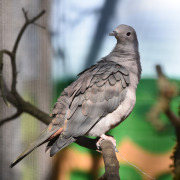 Pink-headed Imperial Pigeon