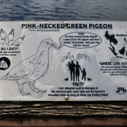 Pink-necked Green Pigeon