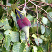 Pink-necked Green Pigeon