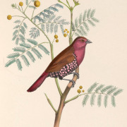 Pink-throated Twinspot