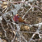 Pink-throated Twinspot