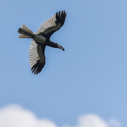 Piping Hornbill