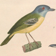 Plain Antvireo