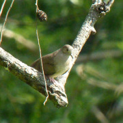 Plain-breasted Ground Dove