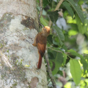 Plain-brown Woodcreeper