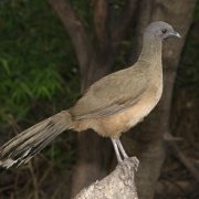 Plain Chachalaca