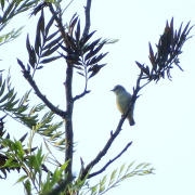 Plain Flowerpecker